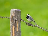 Bachstelze auf Stacheldrahtzaun